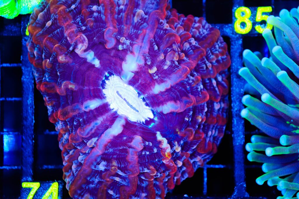 Frag Box Corals