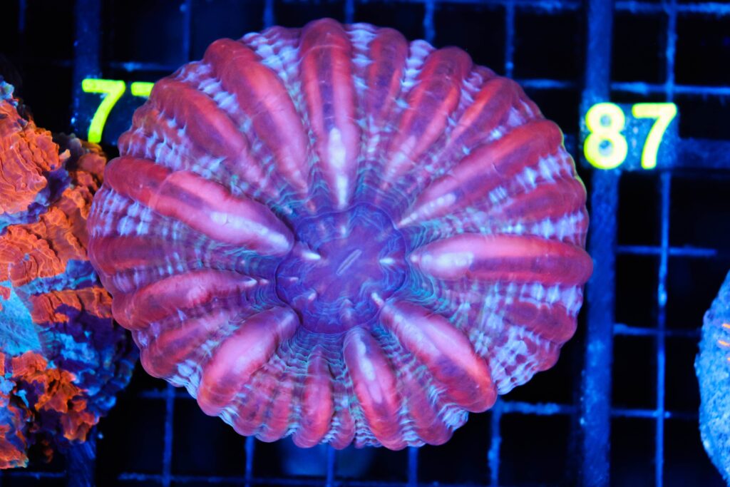 Frag Box Corals