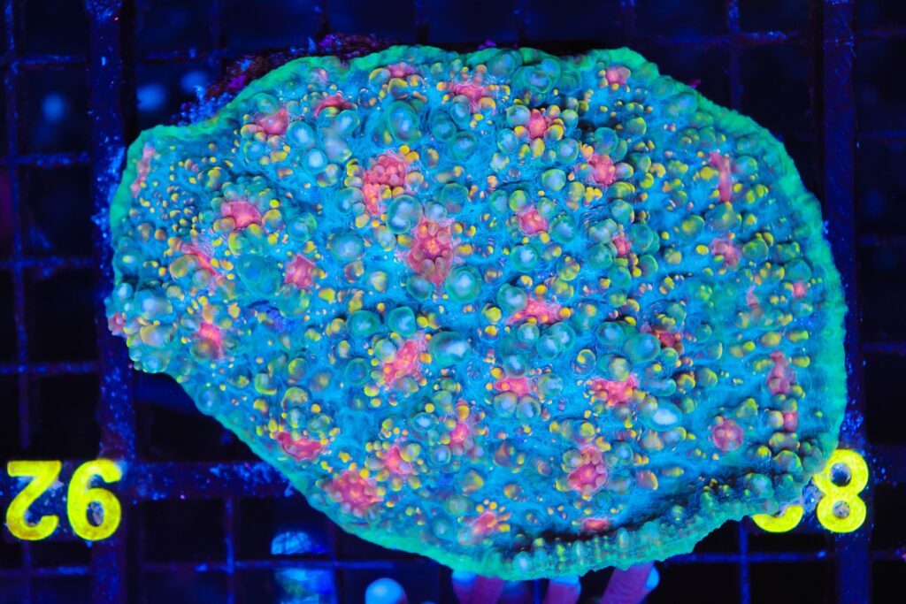 Frag Box Corals