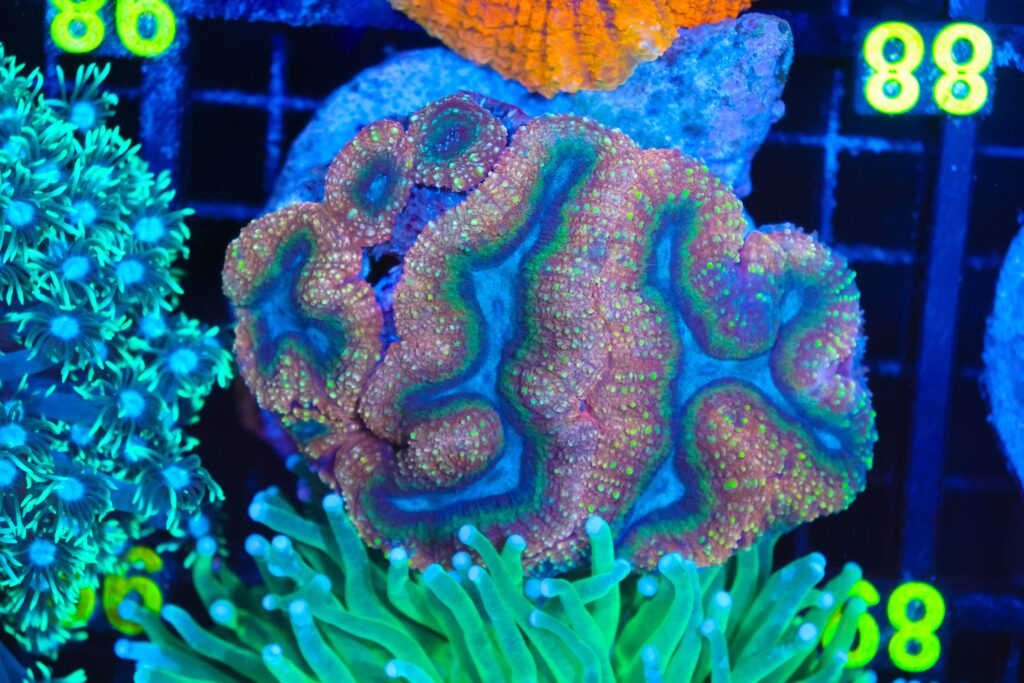 Frag Box Corals