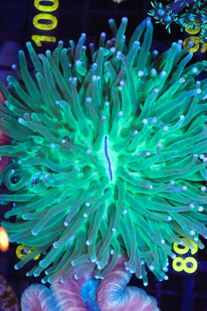 Frag Box Corals