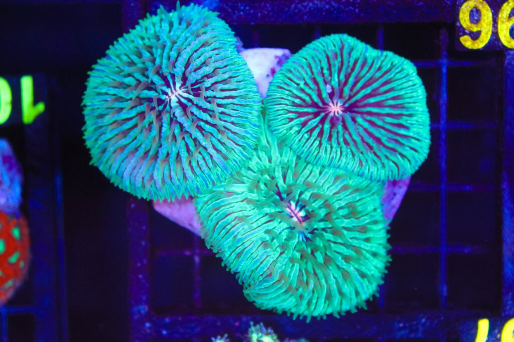 Frag Box Corals
