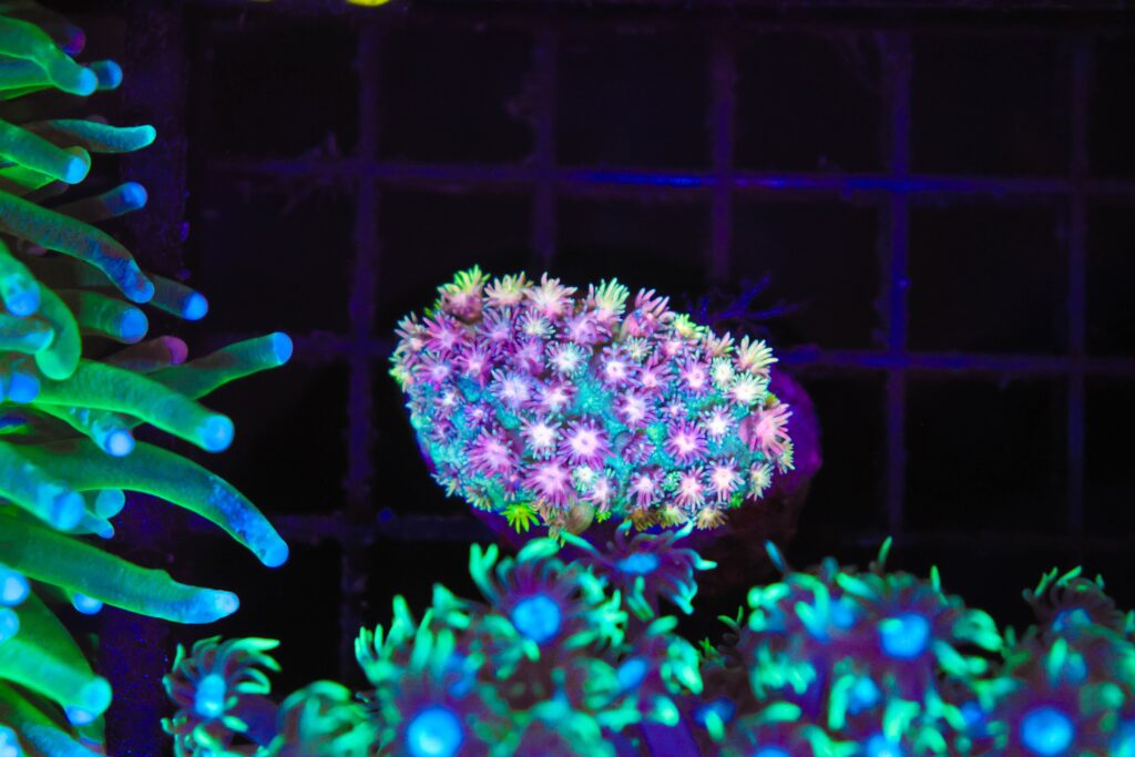 Frag Box Corals