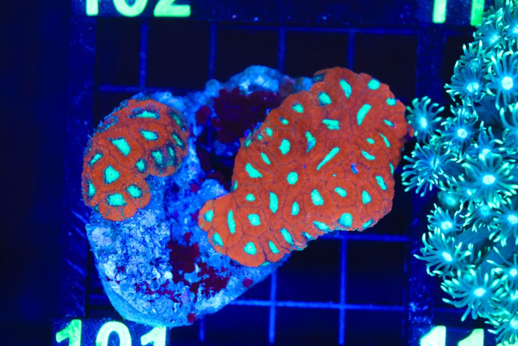Frag Box Corals