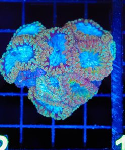 Blue Blastomussa Coral