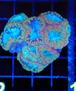 Blue Blastomussa Coral
