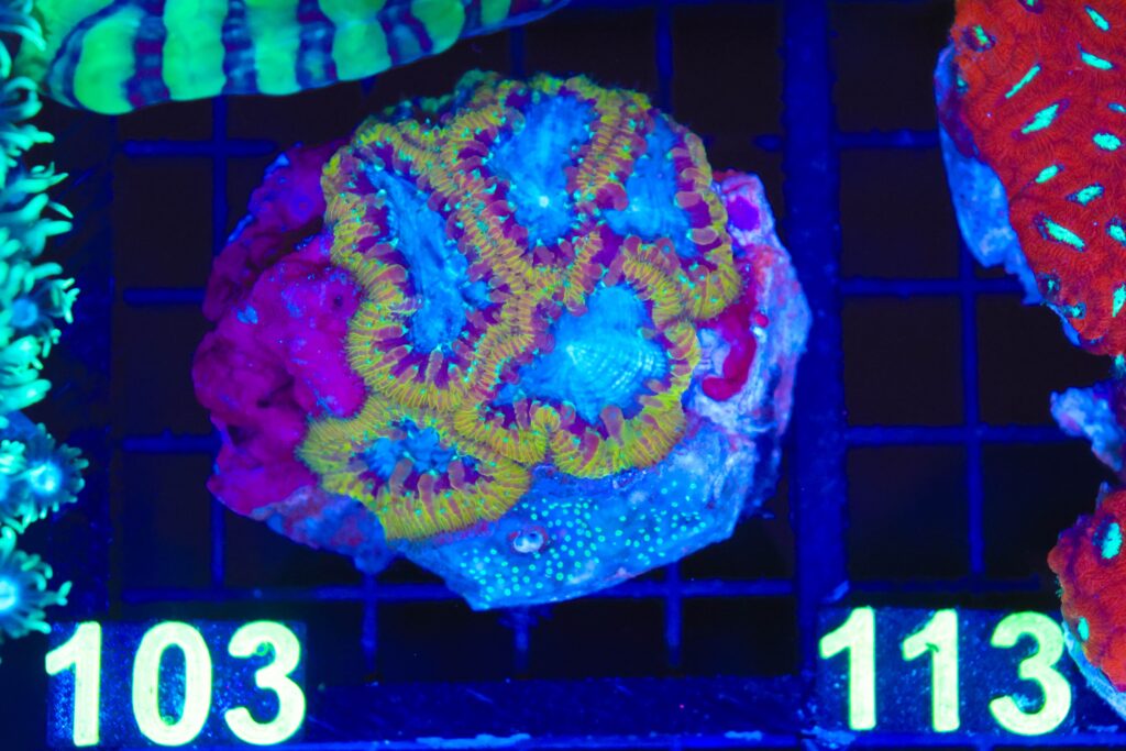 Frag Box Corals