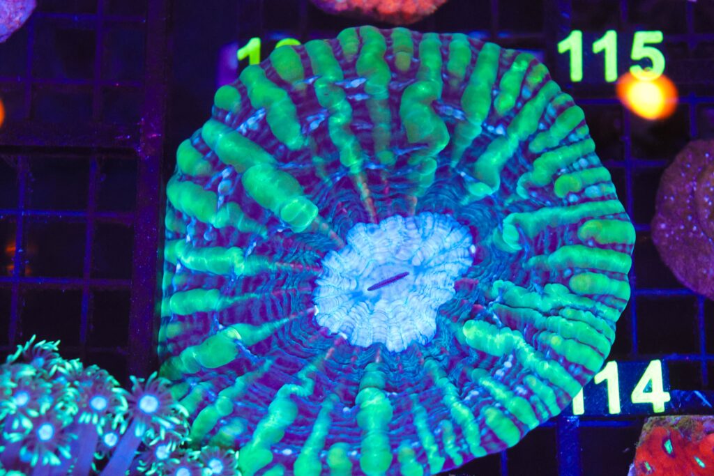 Frag Box Corals