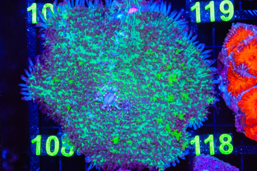 Frag Box Corals