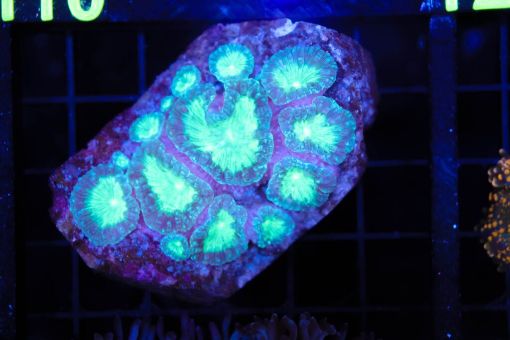 Frag Box Corals