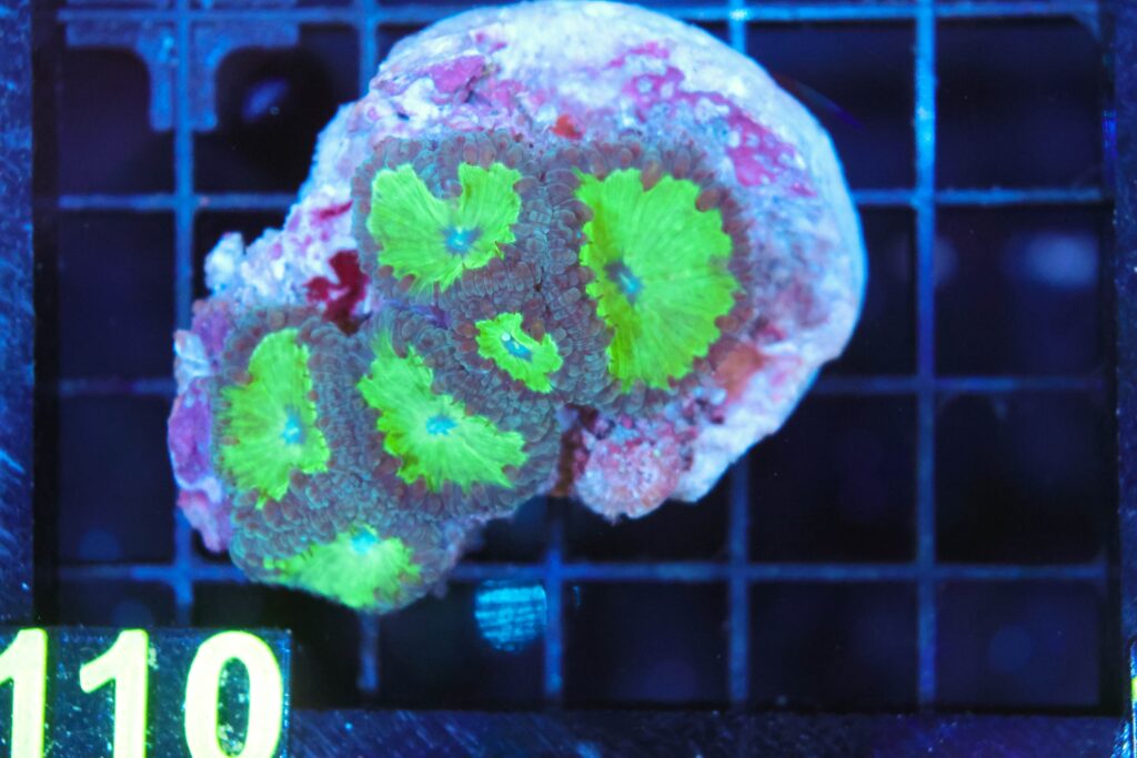 Frag Box Corals