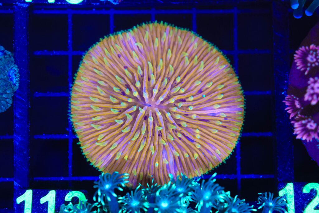 Frag Box Corals