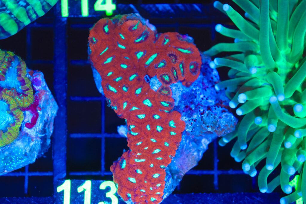 Frag Box Corals