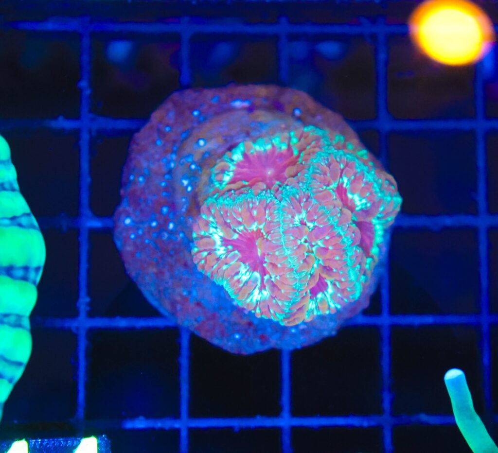 Frag Box Corals