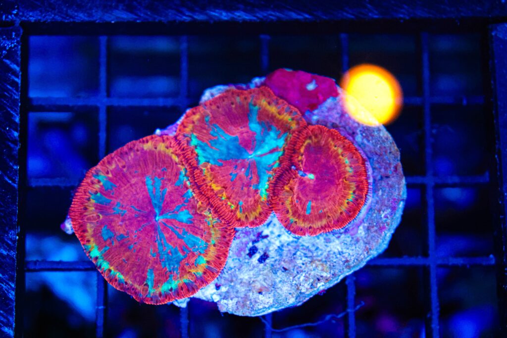 Frag Box Corals
