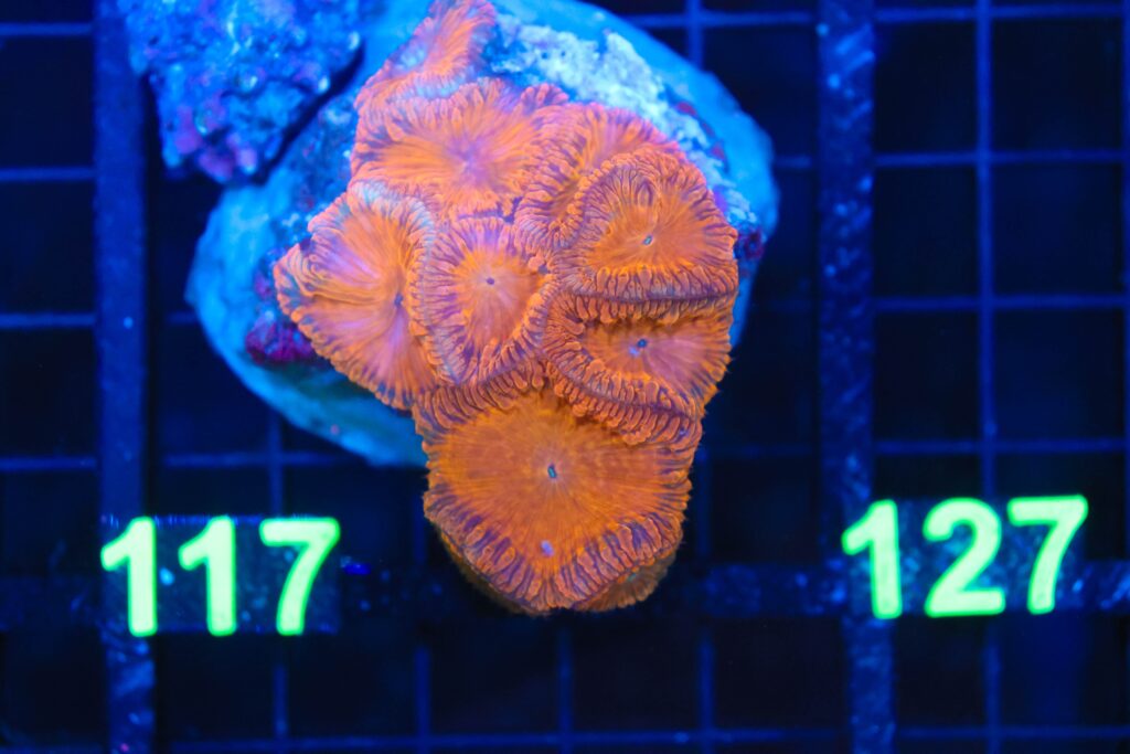Frag Box Corals