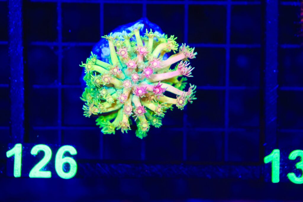 Frag Box Corals