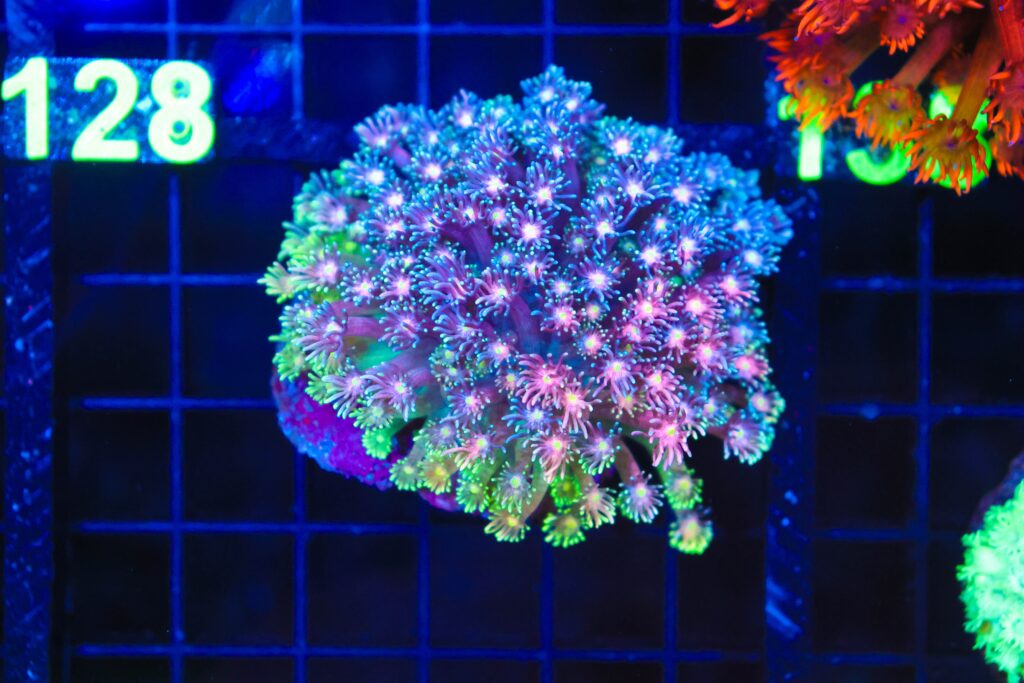 Frag Box Corals