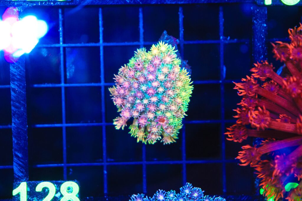Frag Box Corals