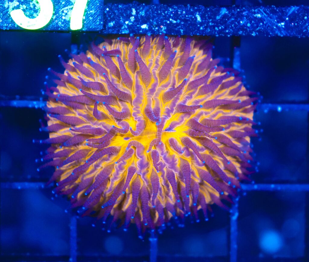 Frag Box Corals