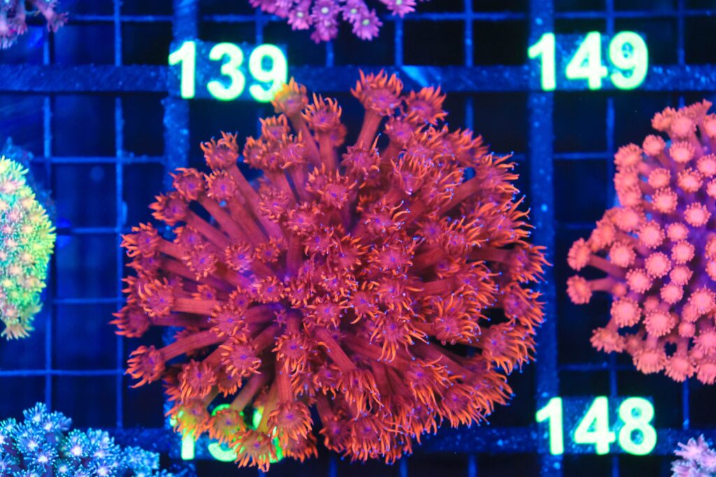 Frag Box Corals