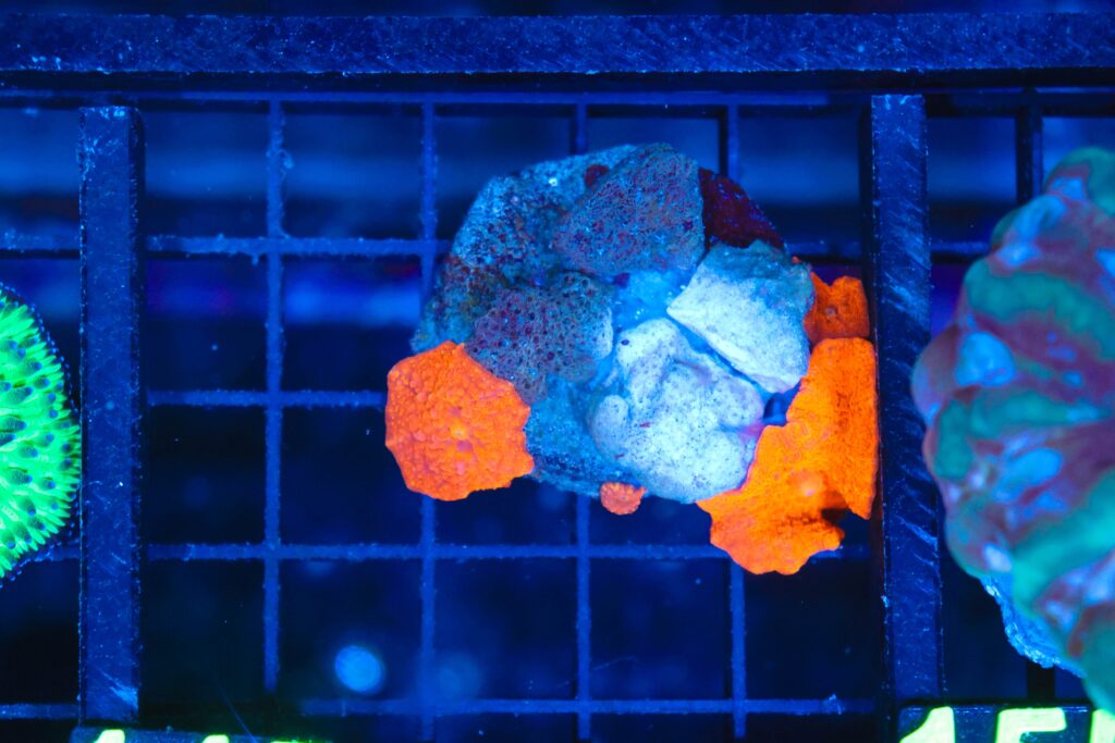 Frag Box Corals