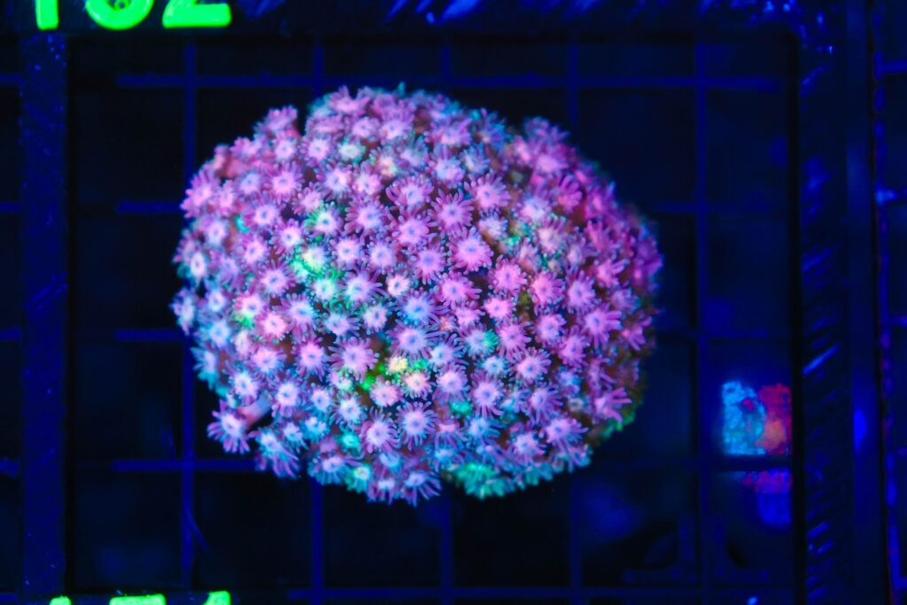 Frag Box Corals