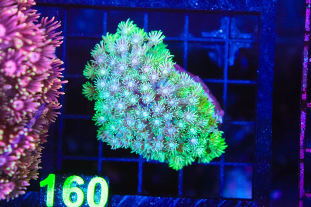 Frag Box Corals