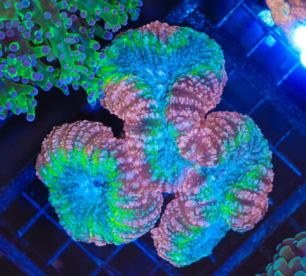 Frag Box Corals