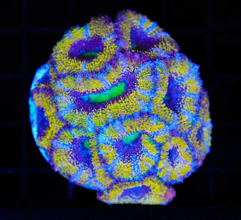Frag Box Corals