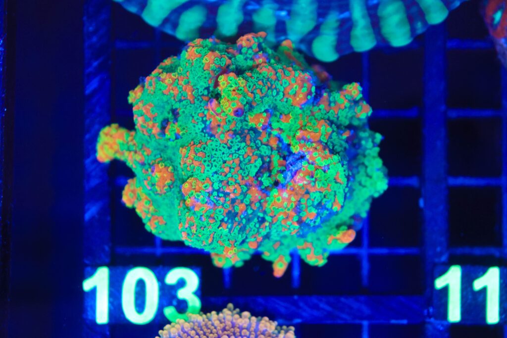 Frag Box Corals