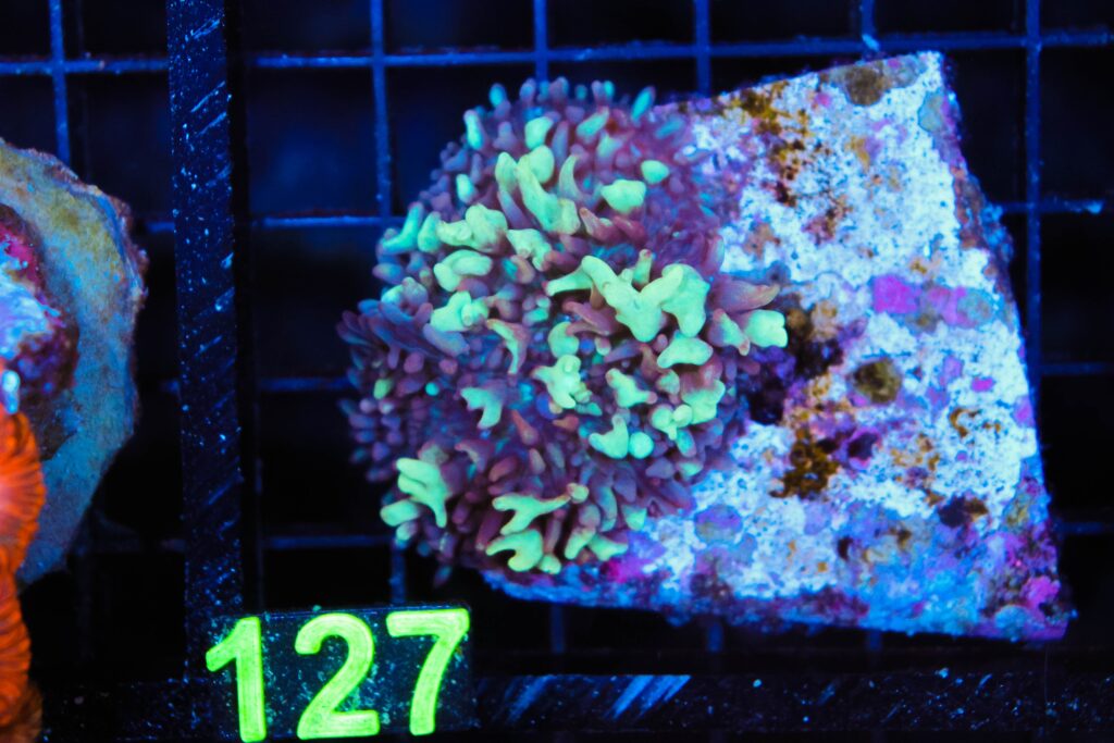 Frag Box Corals