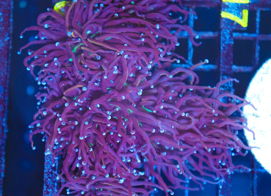 Frag Box Corals