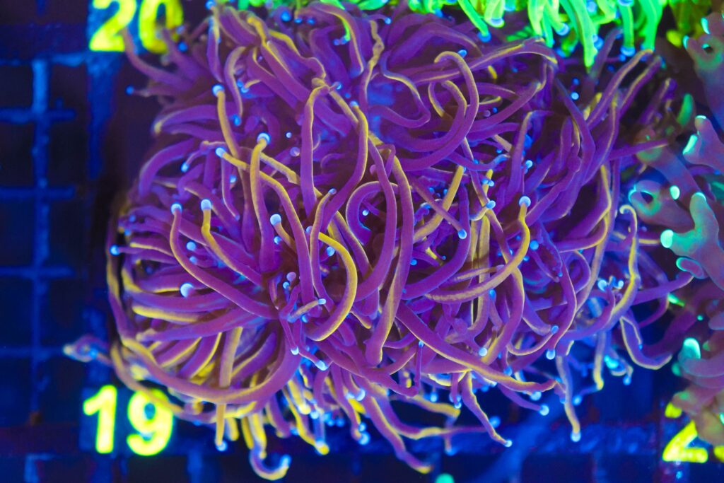 Frag Box Corals