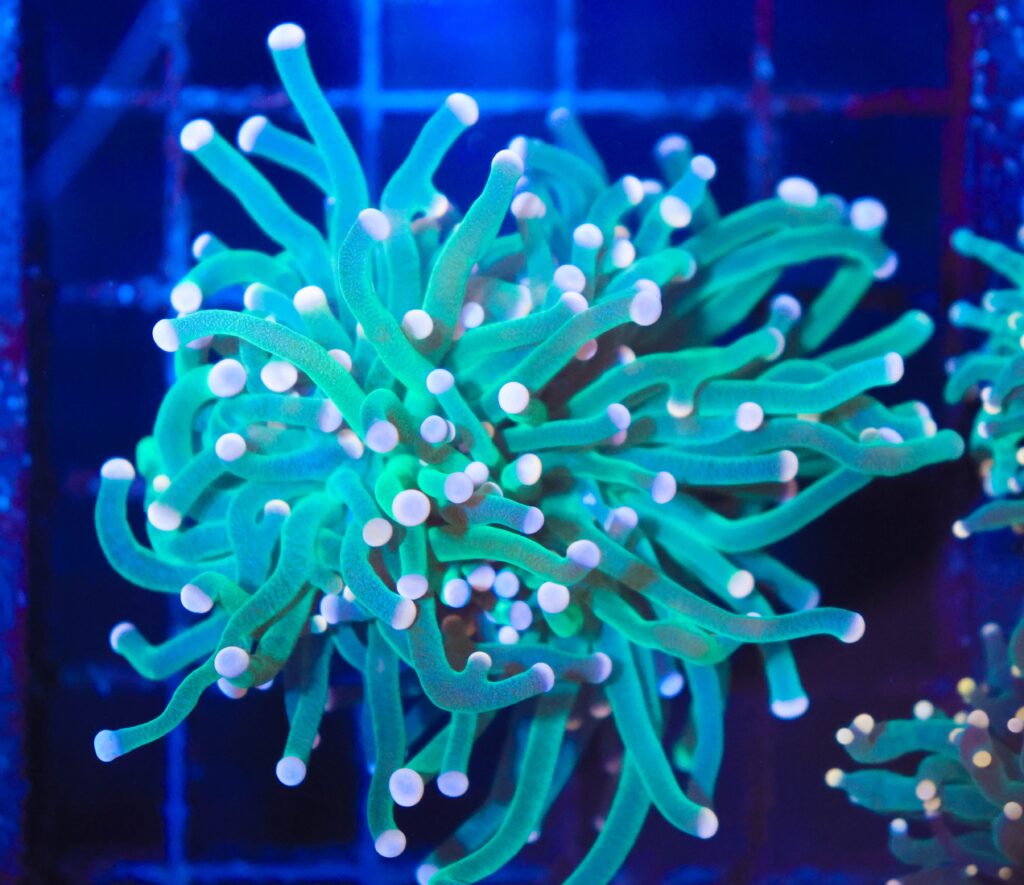 Frag Box Corals