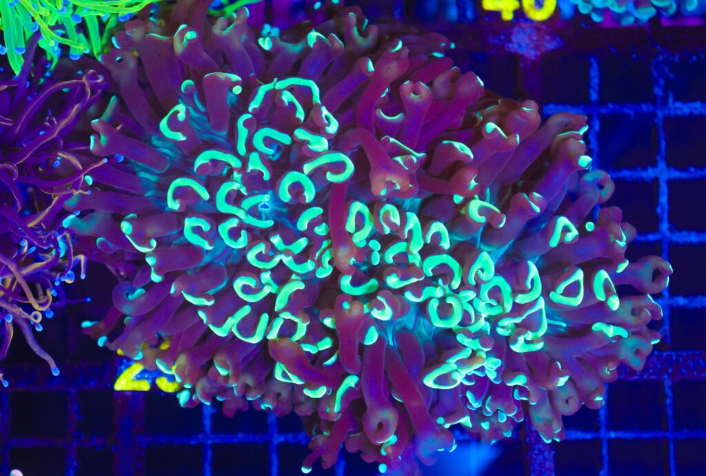 Frag Box Corals