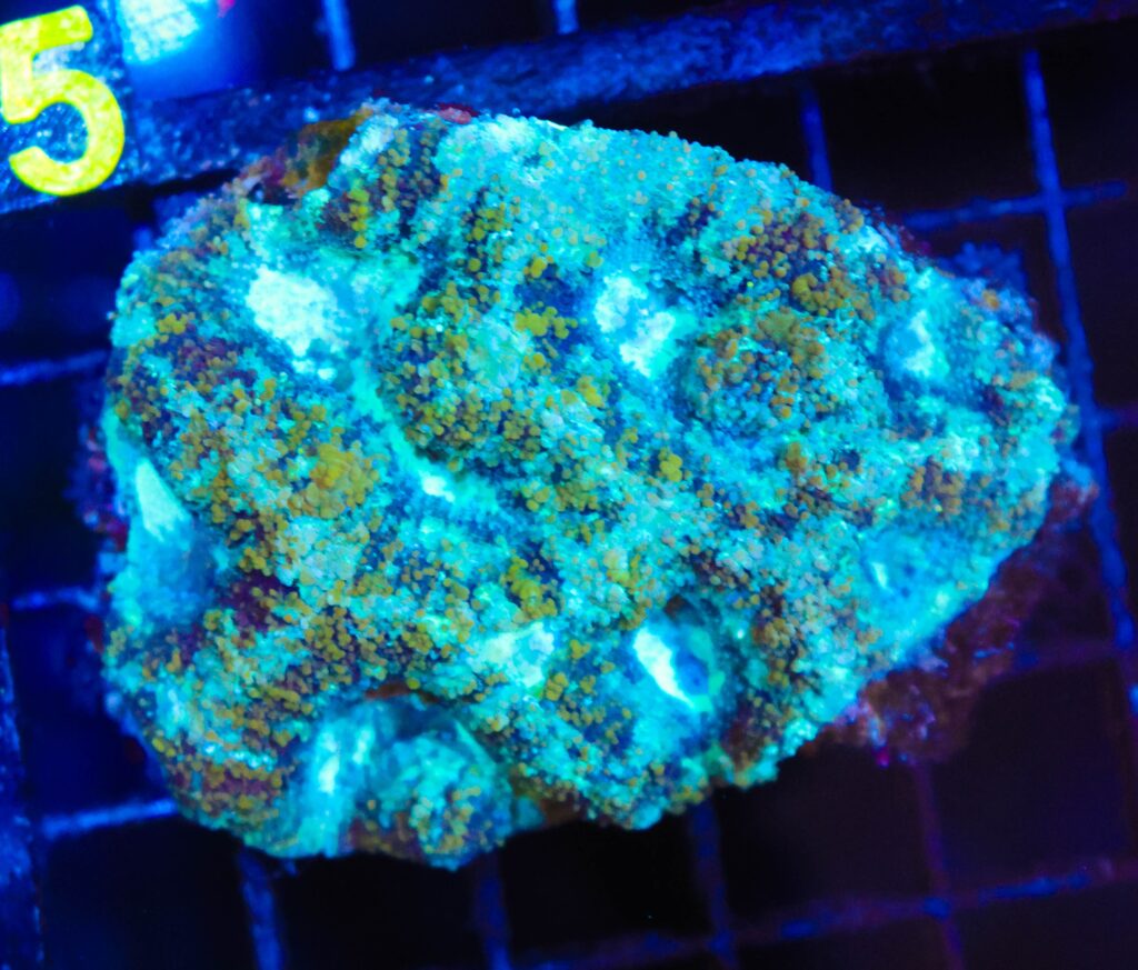 Frag Box Corals