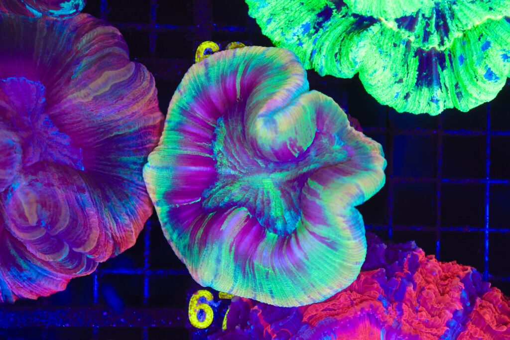 Frag Box Corals