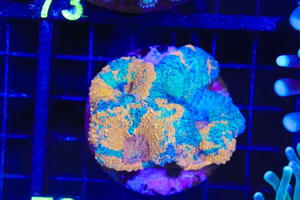 Frag Box Corals
