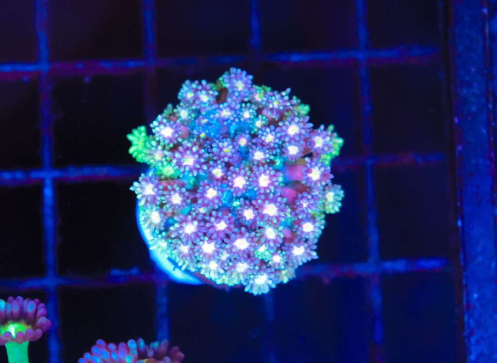 Frag Box Corals