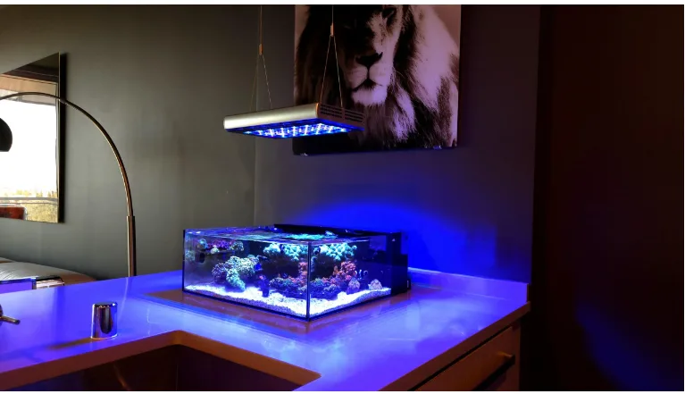 Frag Box Corals