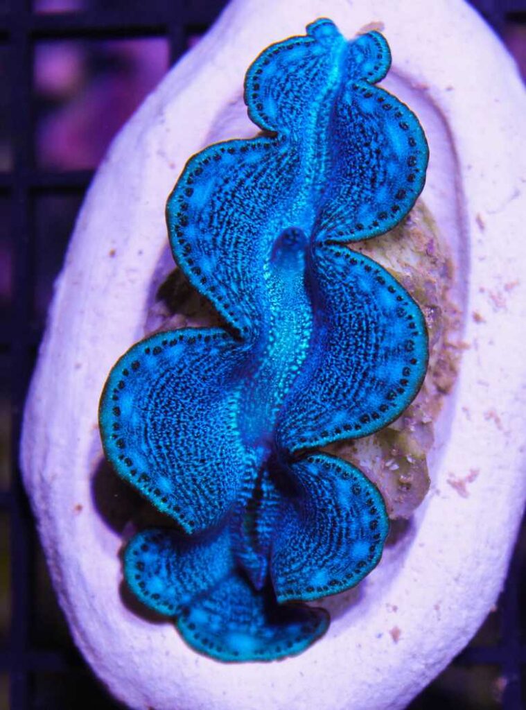 Frag Box Corals