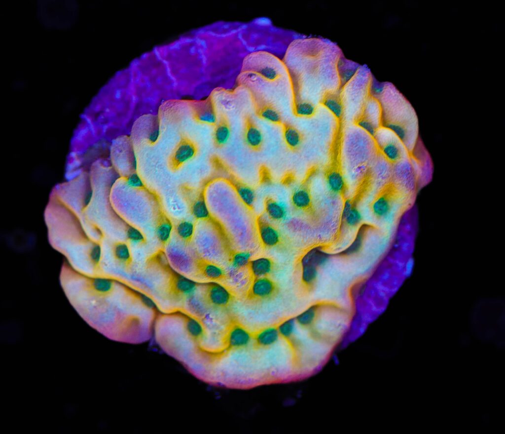 Frag Box Corals