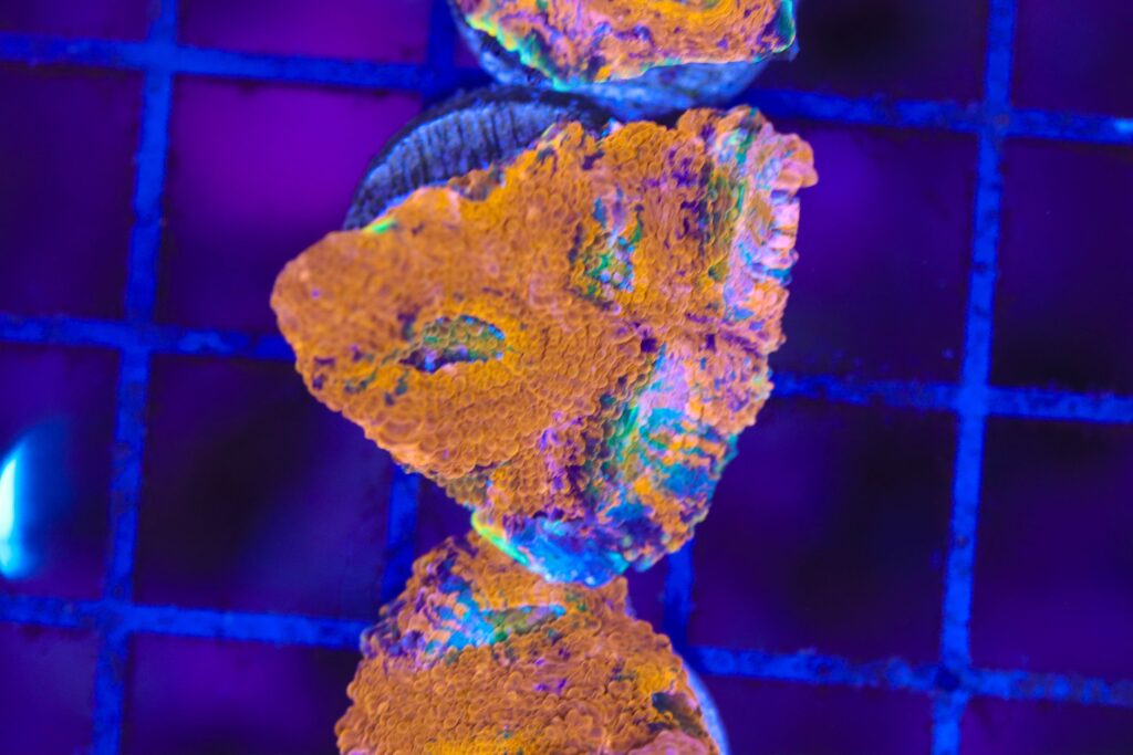 Frag Box Corals
