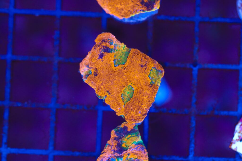 Frag Box Corals