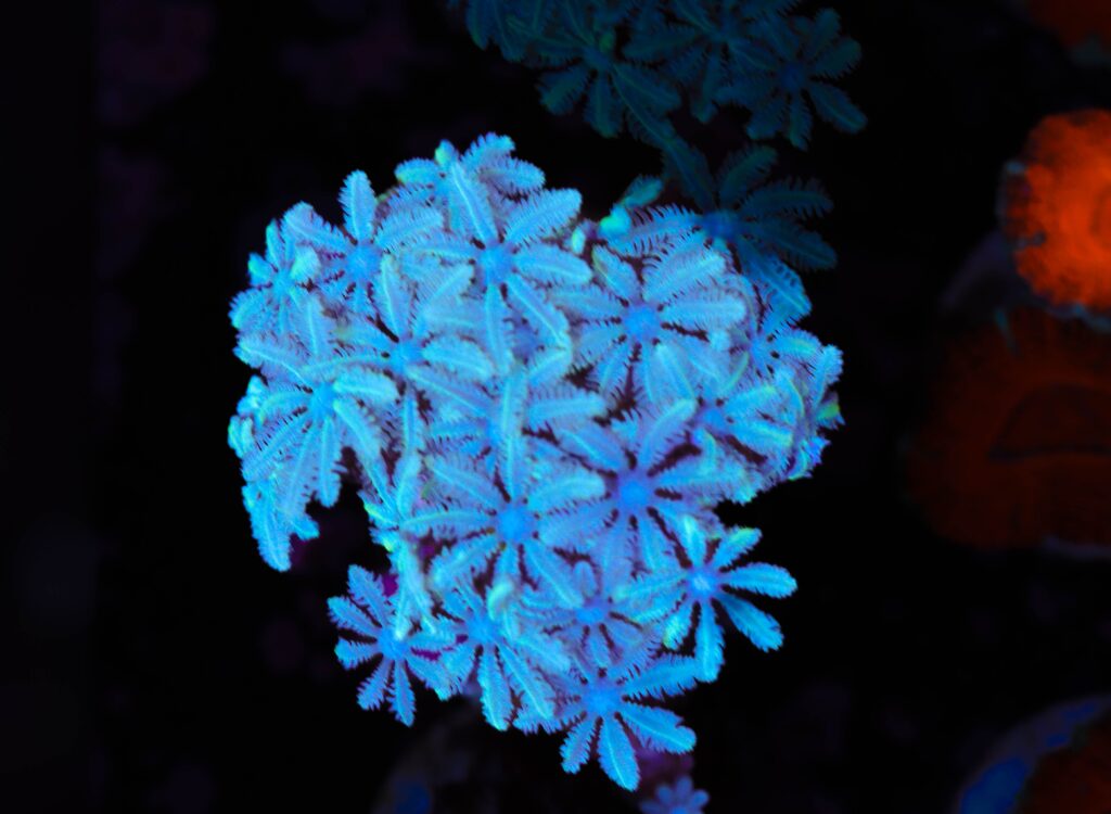 Frag Box Corals