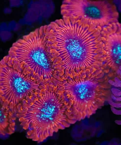 Crazy Lady Zoanthids