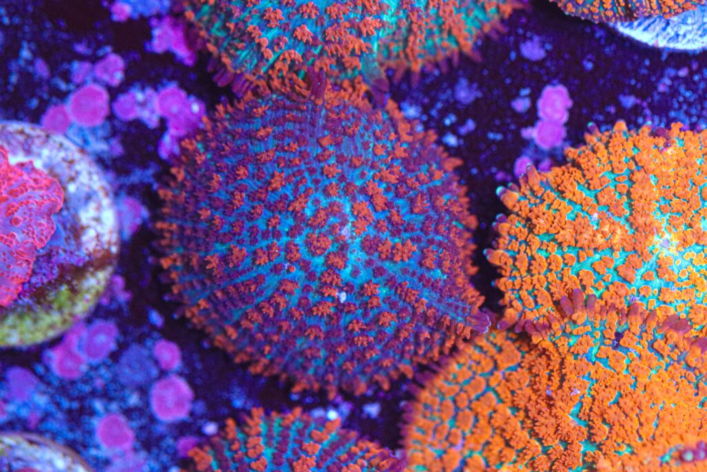 Frag Box Corals