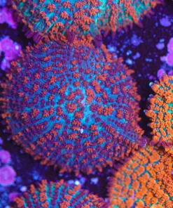 Bleeding Blueberry Mushroom Frag