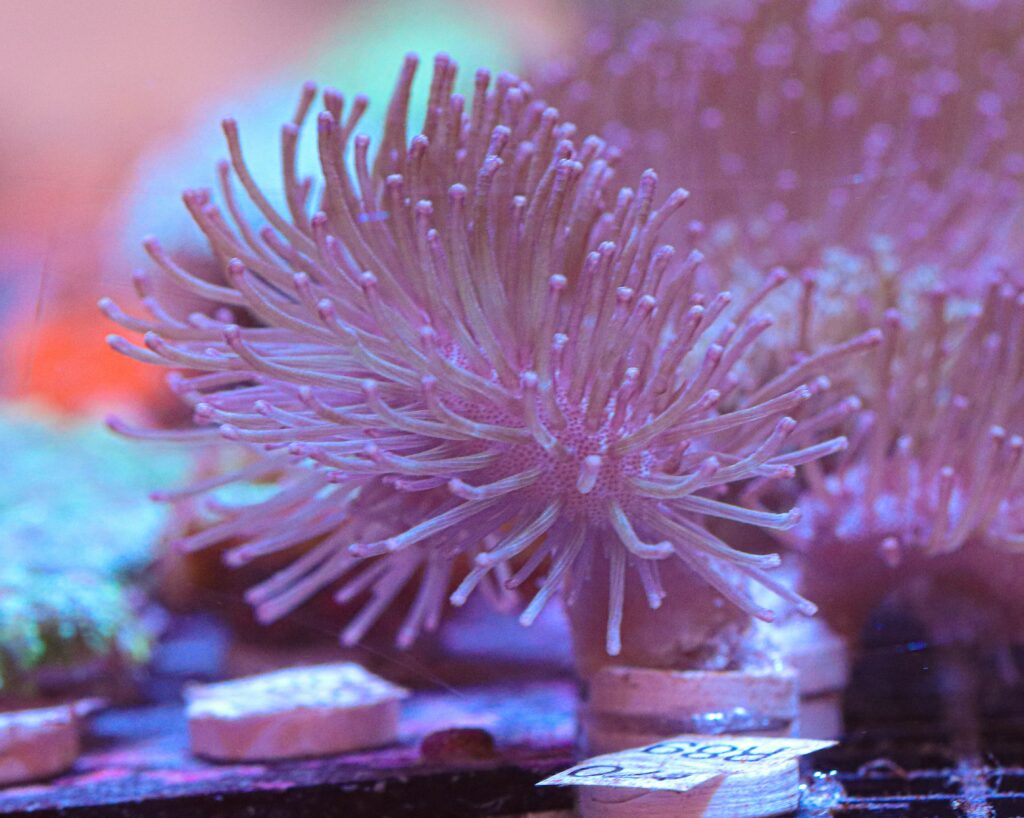 Frag Box Corals